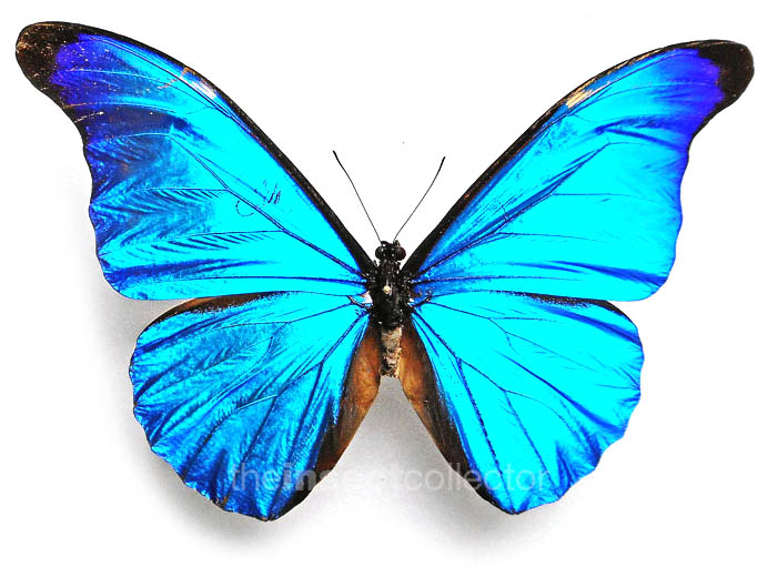 Morpho rhetenor 