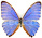 Morpho rhodopteron 