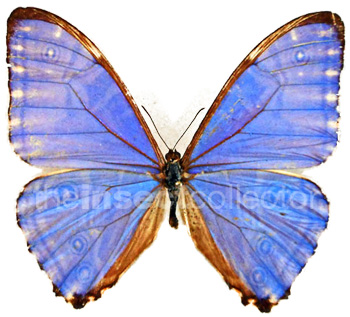 Morpho rhodopteron 