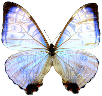 Morpho sulkowskyi 