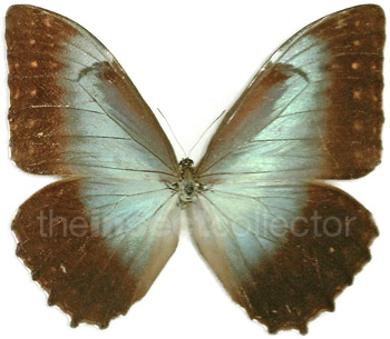 Morpho telemachus 