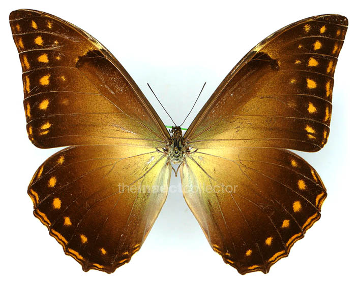 Morpho telemachus 