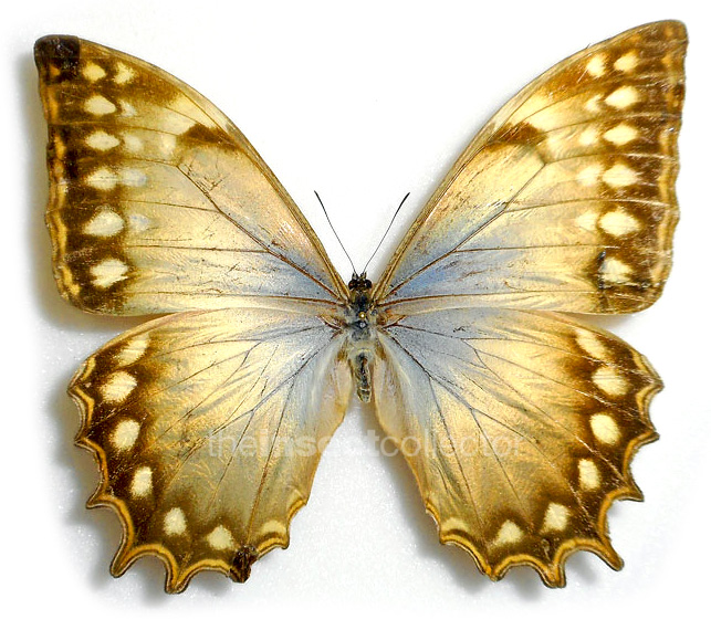 Morpho theseus 