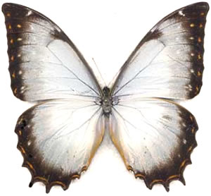 Morpho theseus 