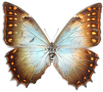 Morpho theseus 