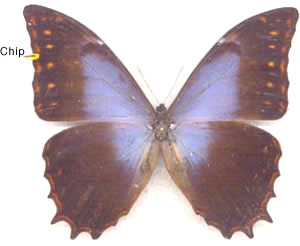 Morpho theseus 