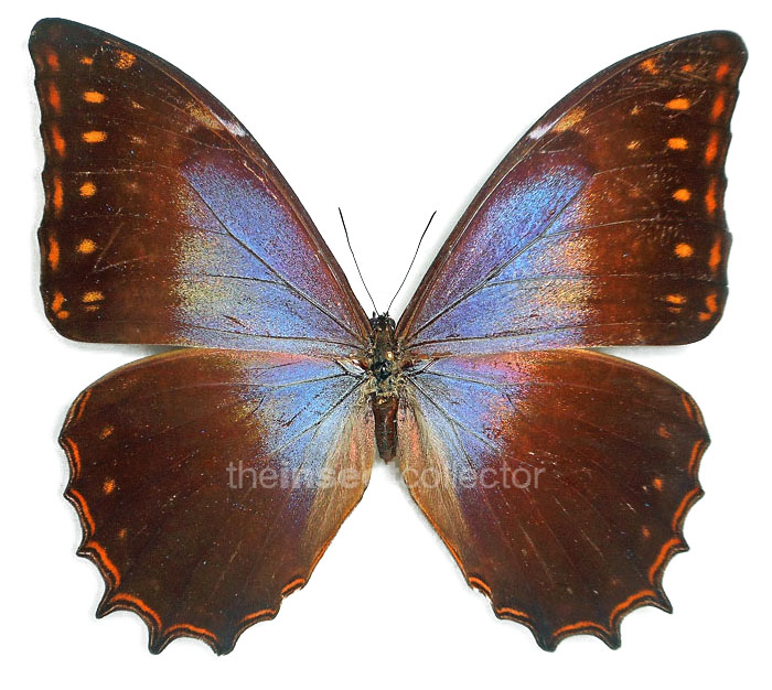 Morpho theseus 