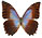 Morpho theseus 