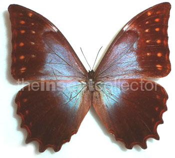 Morpho theseus 