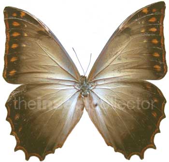 Morpho theseus 