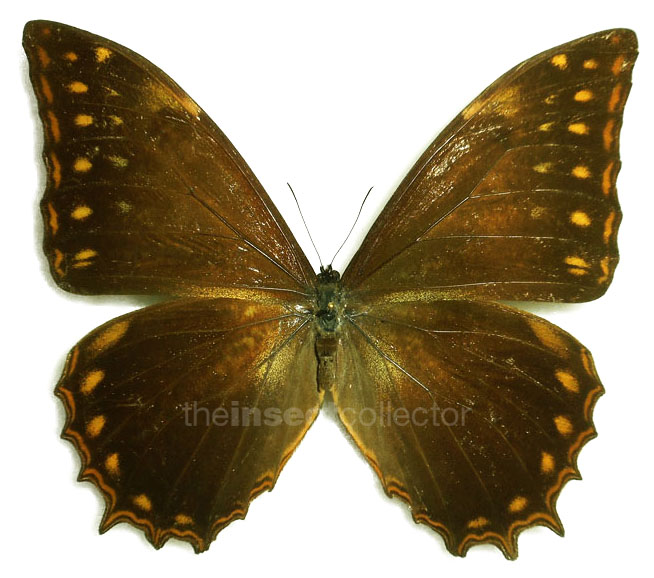 Morpho theseus 