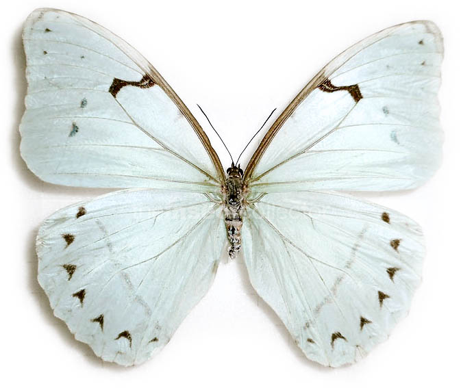 Morpho iphitus 