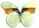 Morphotaenaris schoenbergi