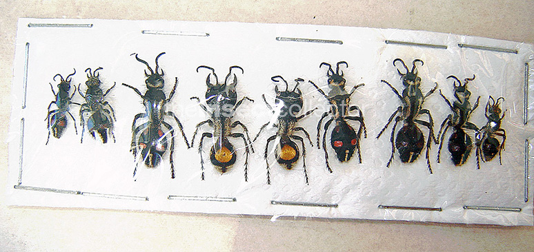 Mutillidae sp.