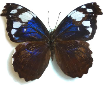 Myscelia aracynthia