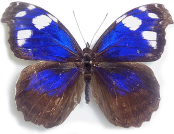 Myscelia aracynthia