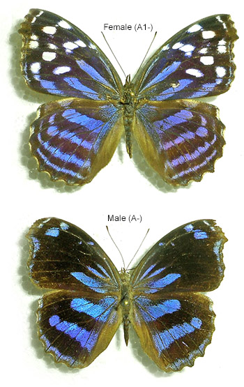 Myscelia cyananthe