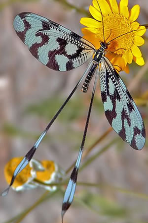 Nemoptera sinuata