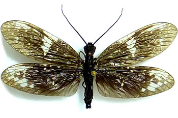 Nigronia serricornis