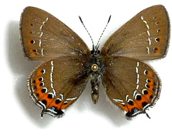 Satyrium pruni 