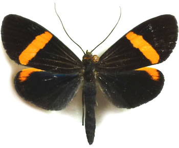 Notodontidae sp.1 