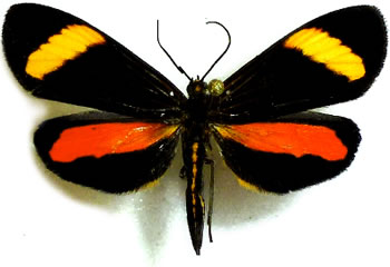 Notodontidae sp.2