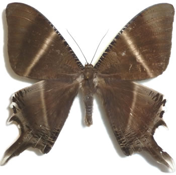 Nyctalemon mutatus 