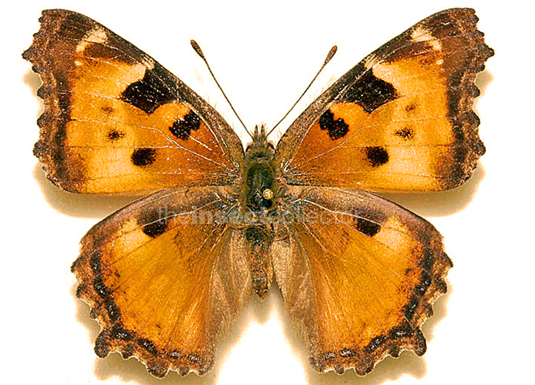 Nymphalis californica