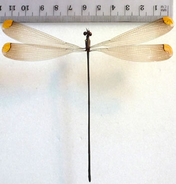 Odonata sp.1 Mecistogaster ornata