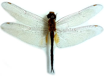 Odonata sp1 