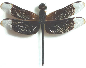 Odonata sp.2 Erythrodiplax funerea?