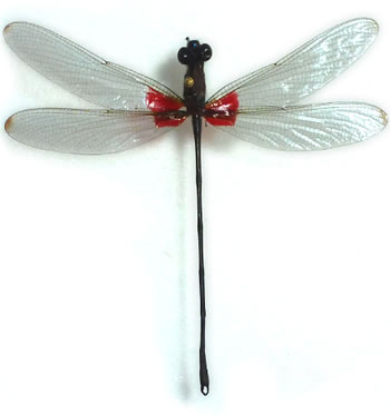 Odonata sp.3 