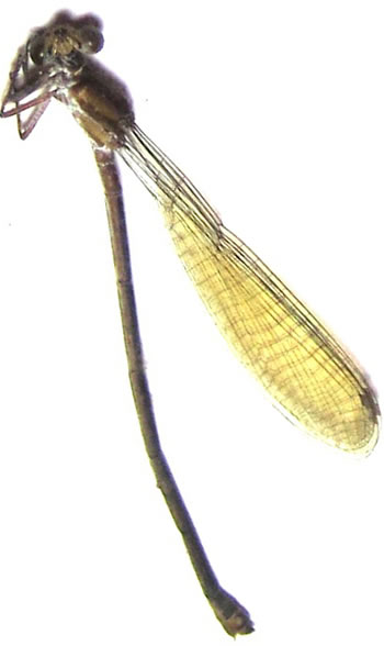 Odonata sp.10: Coenagrionoidea (Pseudagrion sp.?) 
