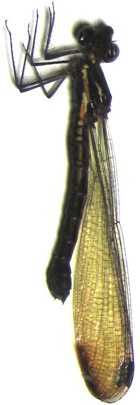 Odonata sp.12: Rhinocypha cf. sanguinolenta  