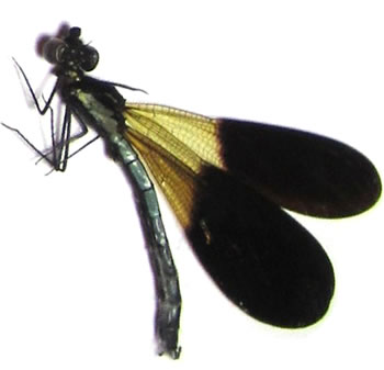 Odonata sp.2: Rhinocypha cf. colorata  
