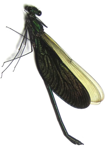 Odonata sp.3: Neurobasis luzoniensis  