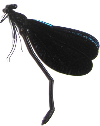 Odonata sp.4: Vestalis melania 
