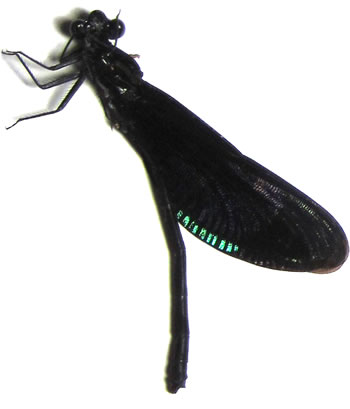 Odonata sp.5: Euphaea refulgens 
