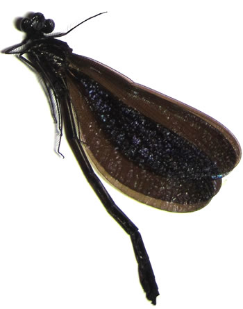 Odonata sp.6: Vestalis melania 