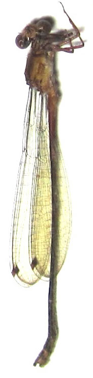 Odonata sp.7: Coenagrionoidea (Pseudagrion sp.?) 