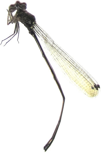 Odonata sp.9: Risiocnemis sp. 