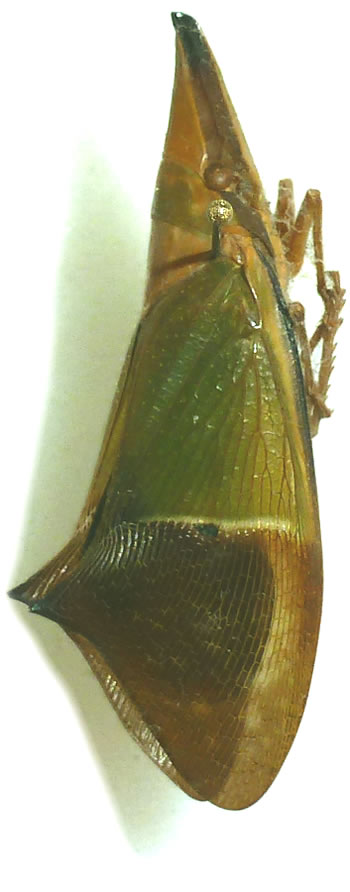 Odontoptera sp.1? 