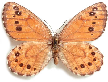 Oeneis brunhilda