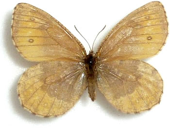 Oeneis norna 