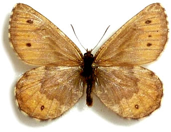 Oeneis norna 