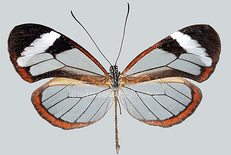 Oleria paula  