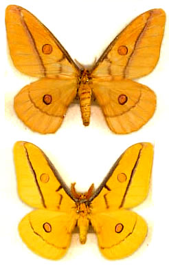 Opodiphtera astrophela 