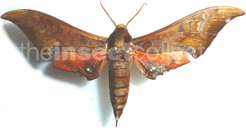 Orecta lycidas