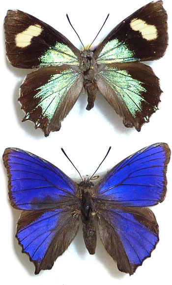 Orgyris genoveva