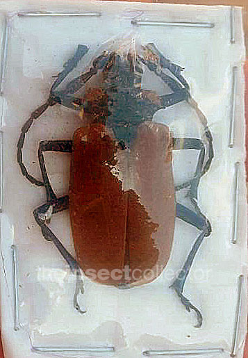 Oropyrodes maculicollis